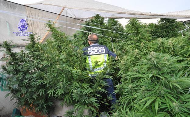 Traficantes de cocaína se 'pasan' al cannabis «por las ganancias y la menor responsabilidad penal»