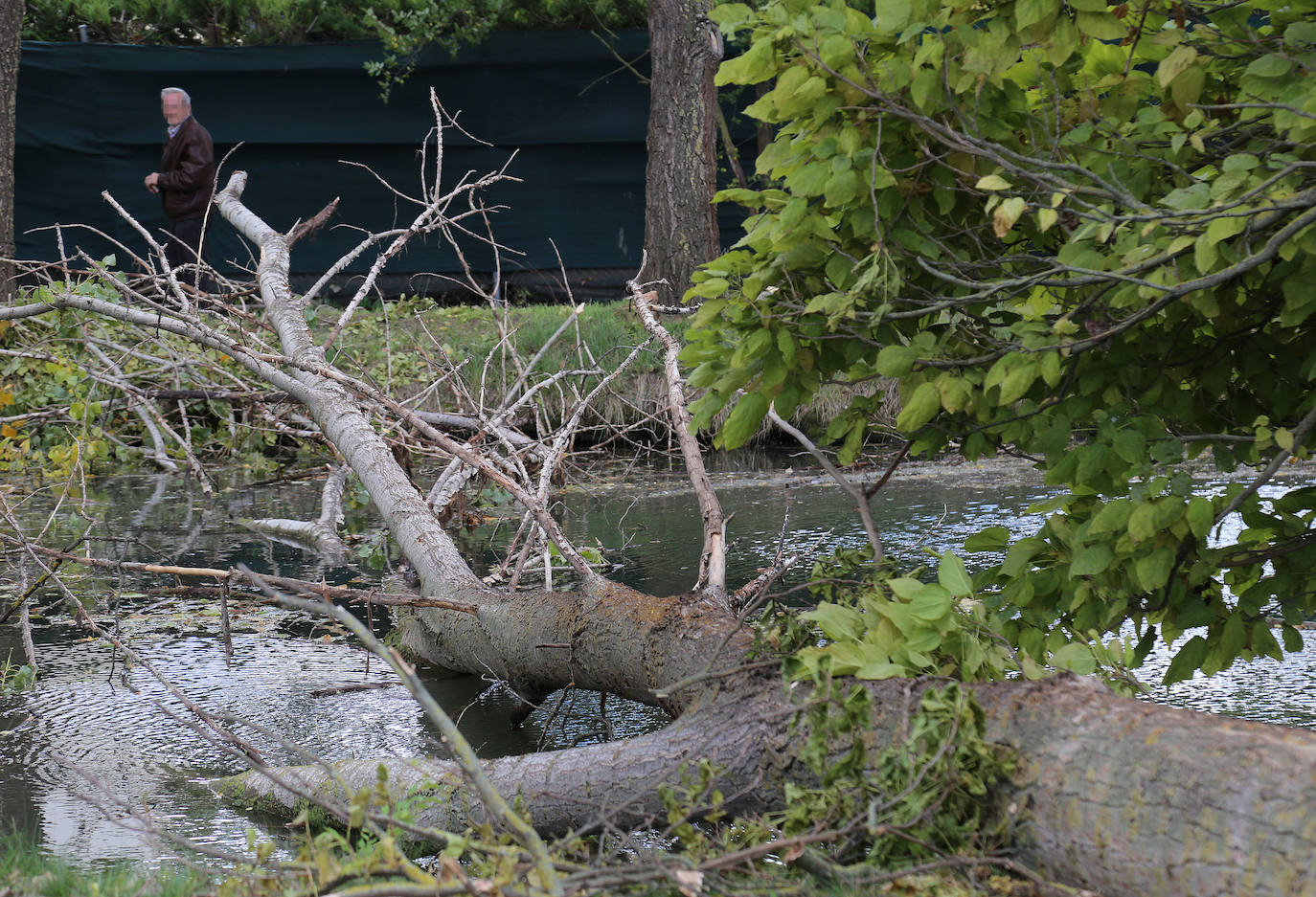 Árboles derribados sobre el Canal. 