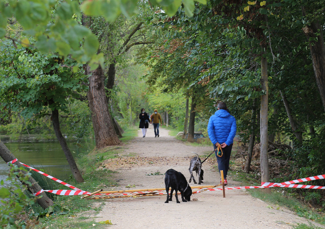Árboles derribados sobre el Canal. 