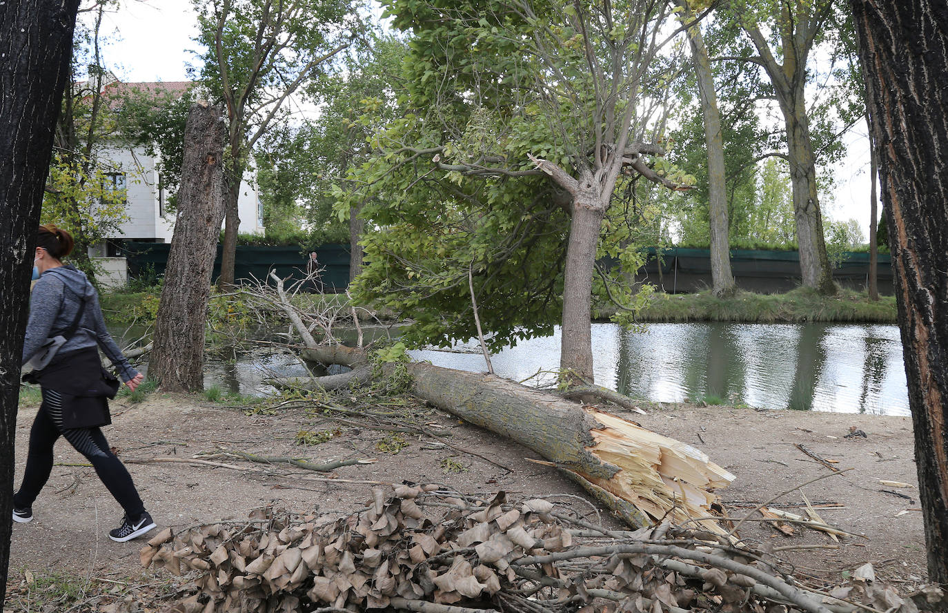 Árboles derribados sobre el Canal. 