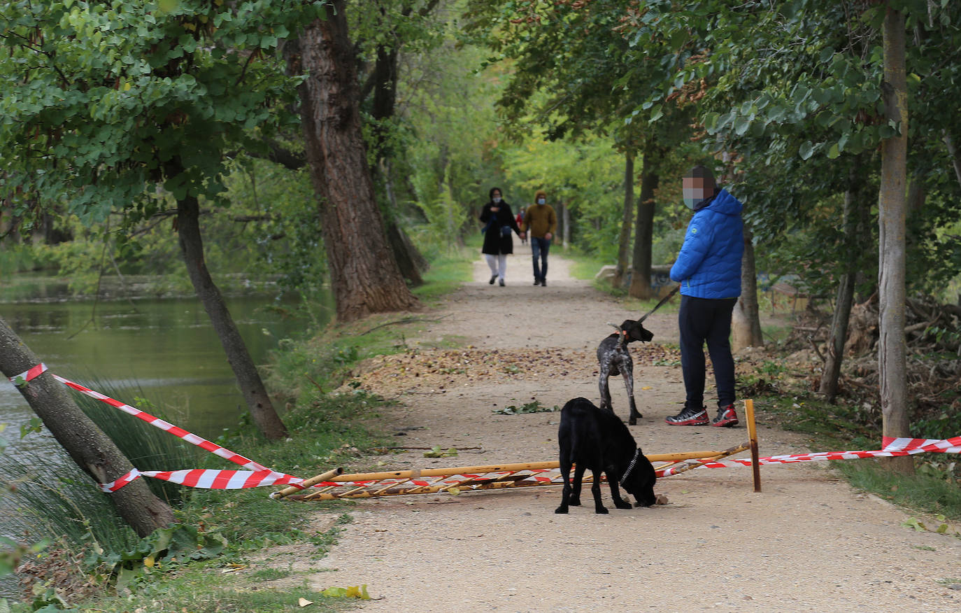 Árboles derribados sobre el Canal. 