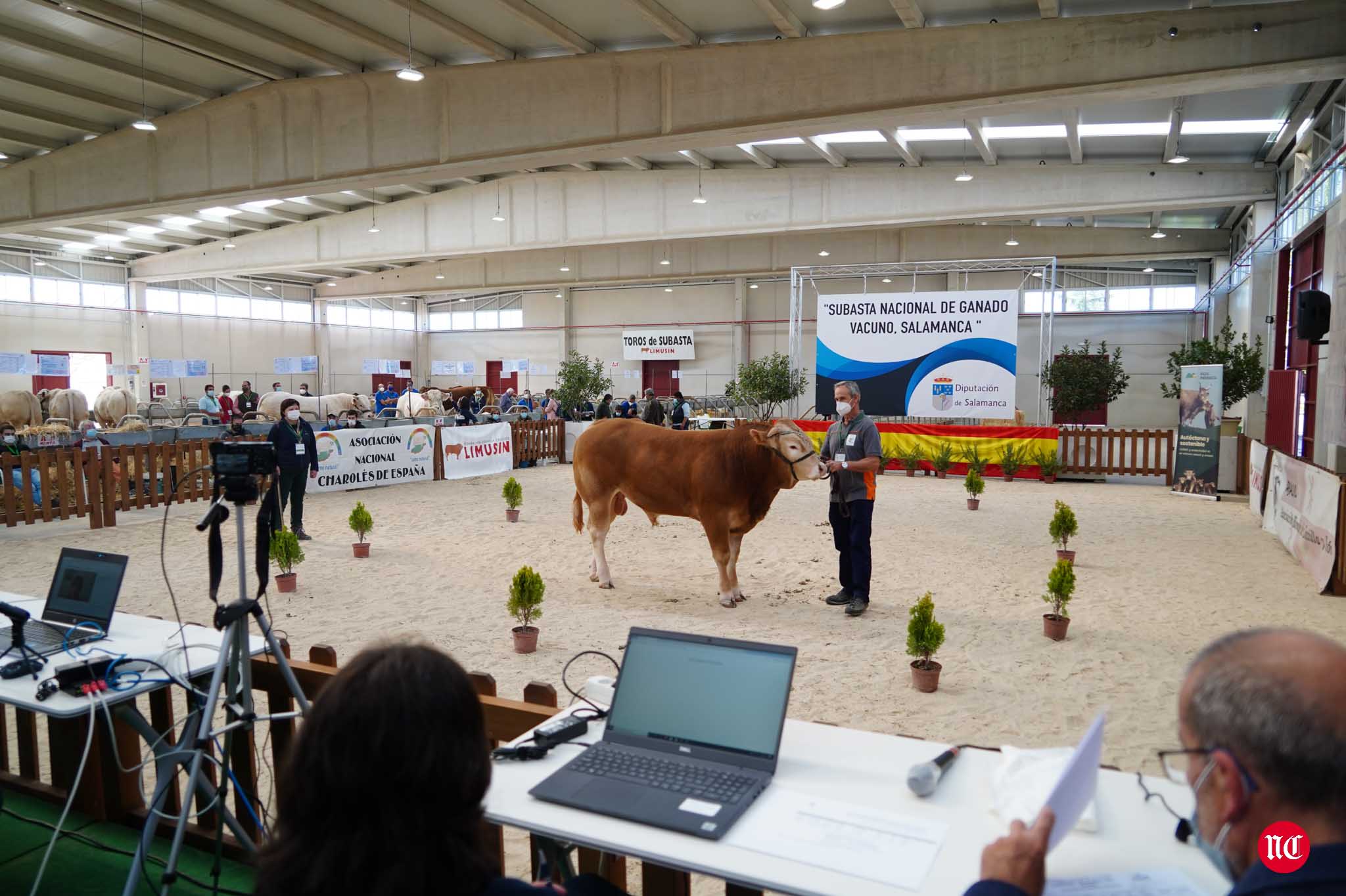 Fotos: La primera subasta on line de ganado vacuno en Salamanca
