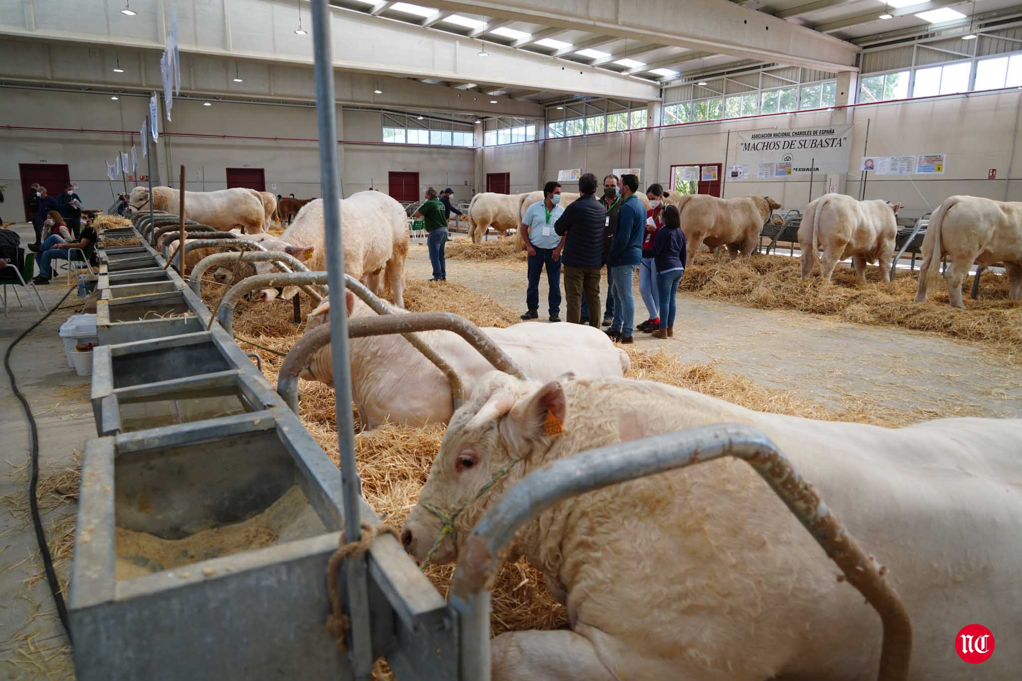 Fotos: La primera subasta on line de ganado vacuno en Salamanca