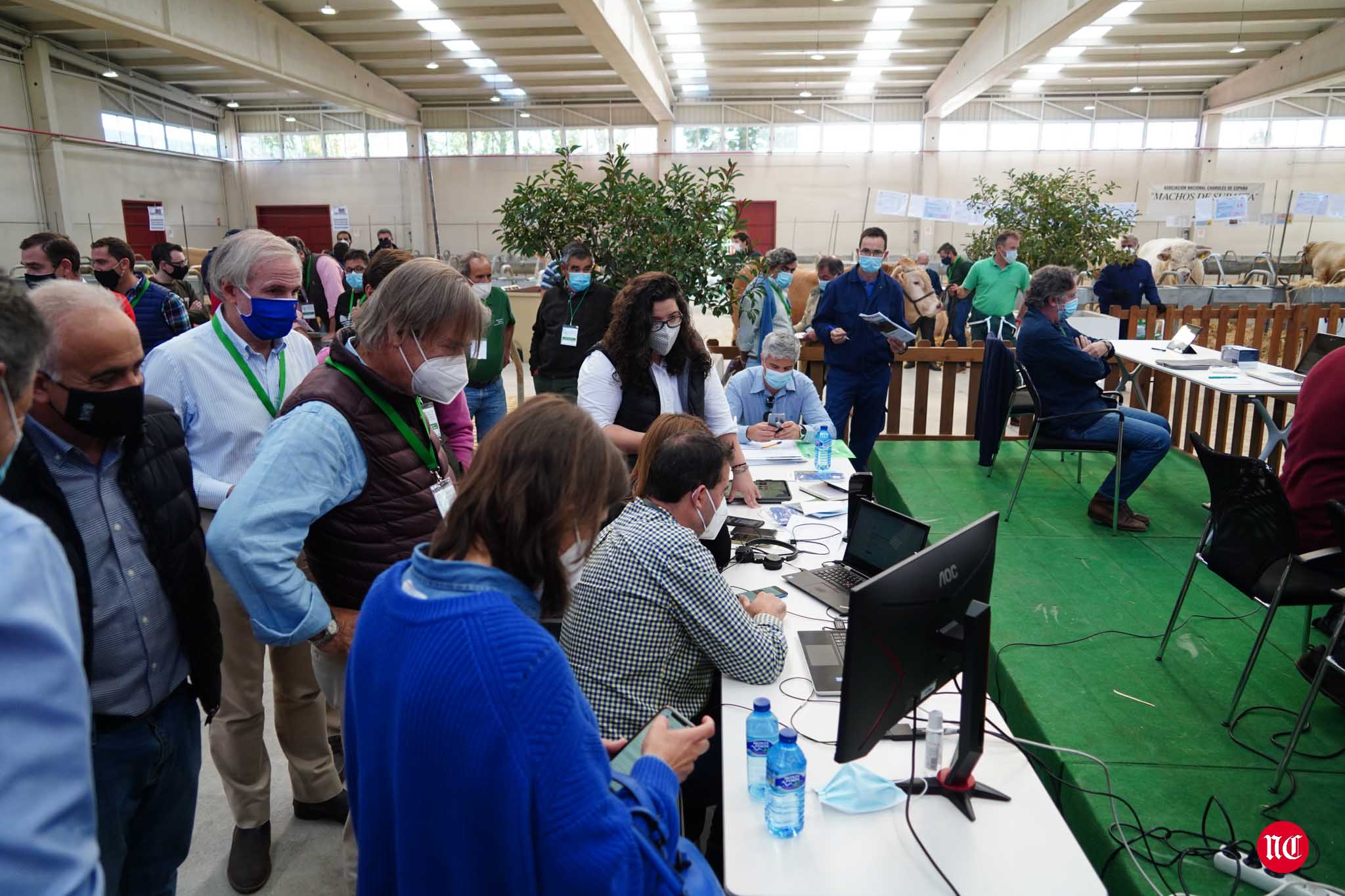 Fotos: La primera subasta on line de ganado vacuno en Salamanca