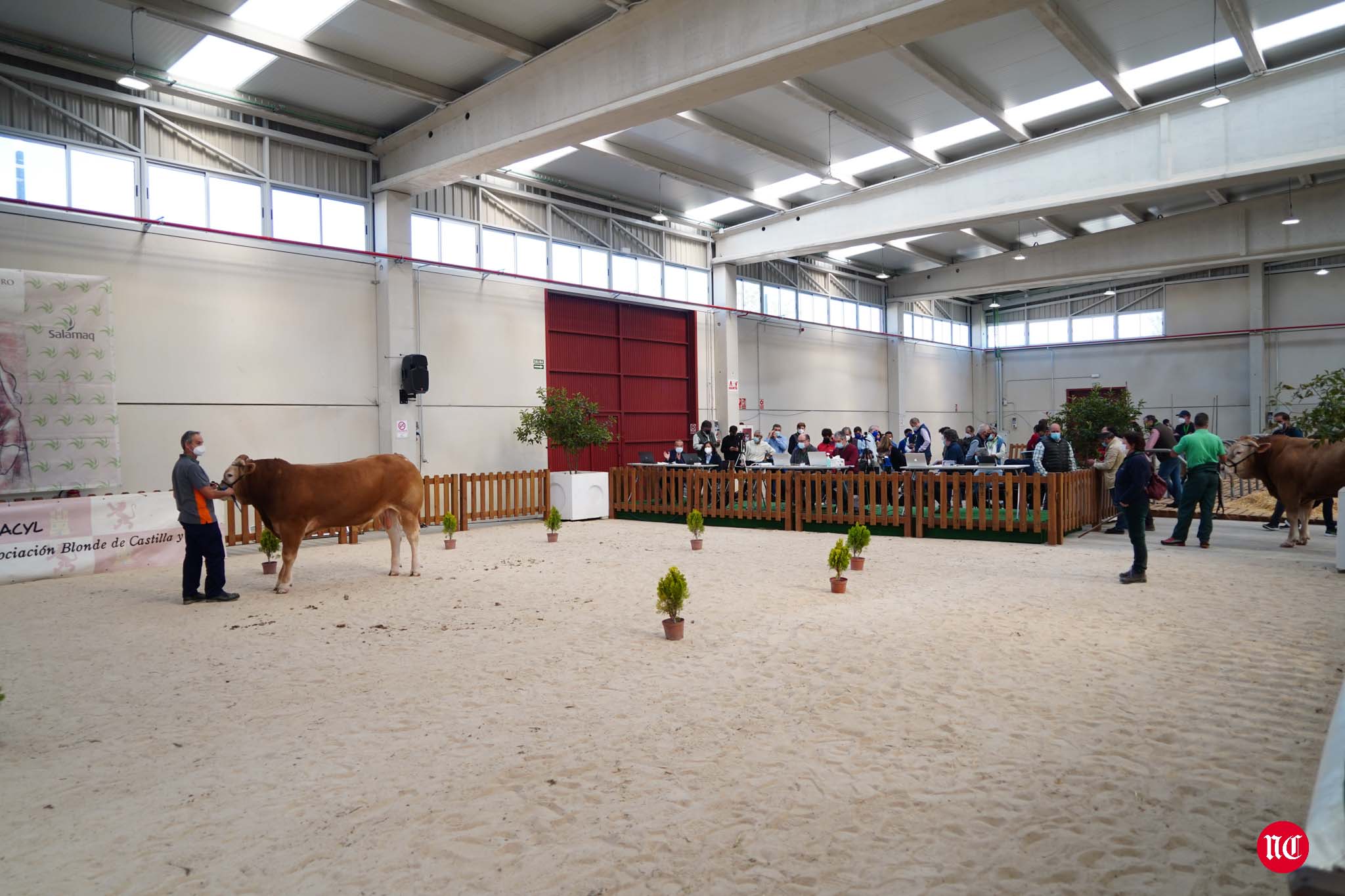 Fotos: La primera subasta on line de ganado vacuno en Salamanca