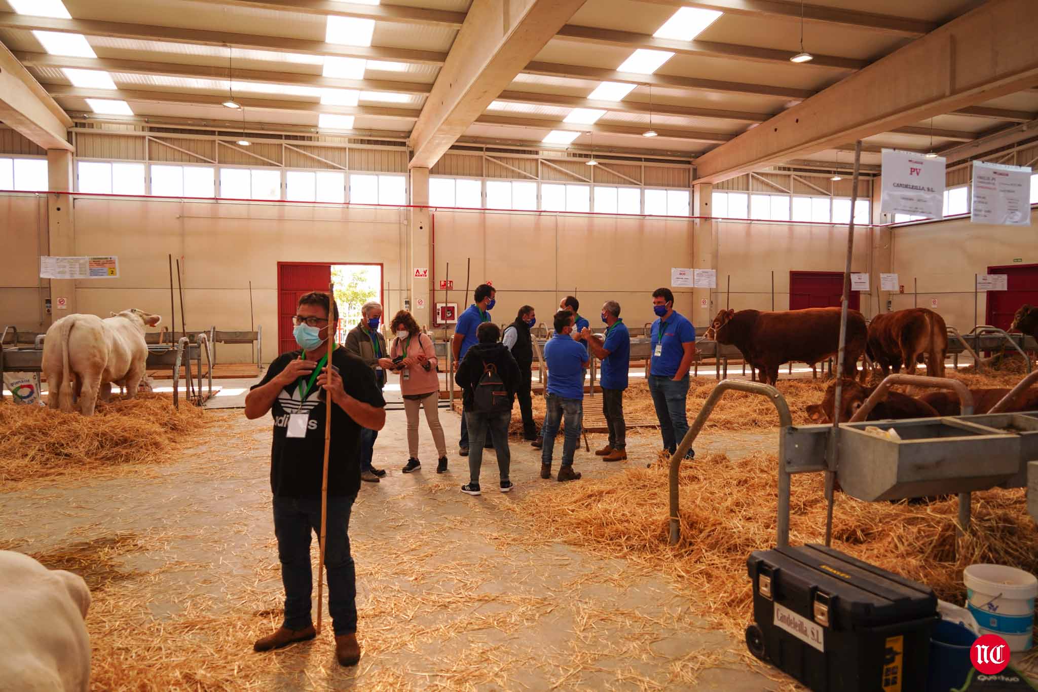 Fotos: La primera subasta on line de ganado vacuno en Salamanca
