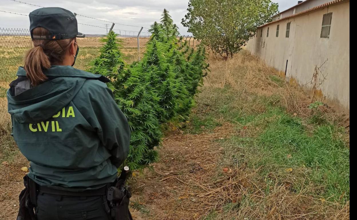 Una guardia civil en la finca donde se desmanteló una plantación. 