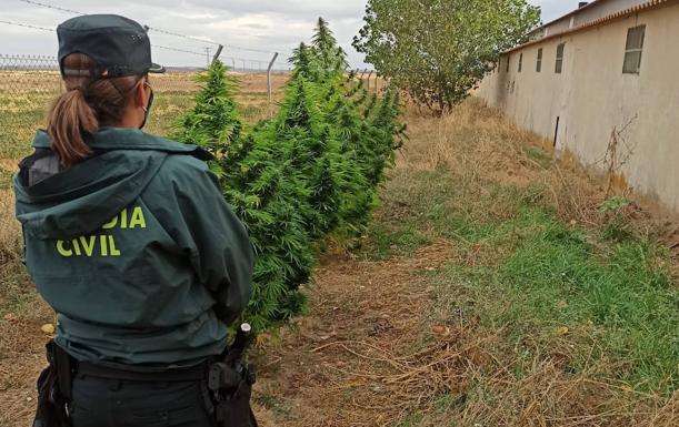 El fuerte olor a marihuana en una furgoneta permite desmantelar una plantación y detener a tres personas