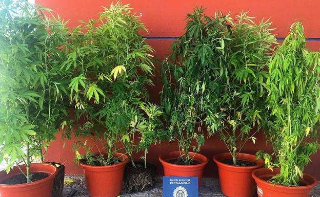 Detenido en Valladolid tras encontrar 20 maceteros con marihuana en la vivienda en la que discutía con su pareja