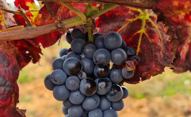 Racimo de la variedad estaladiña, recién autorizada. 