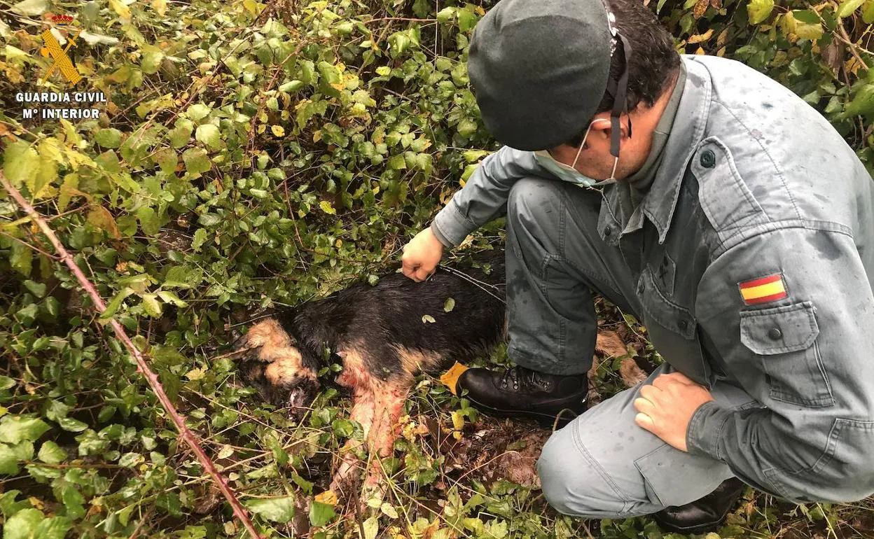 Investigado por matar a su perro a golpes en el norte de Palencia | El  Norte de Castilla