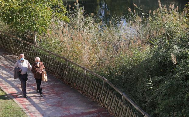 Carrizos que se acumulan sin control en la margen del río. 