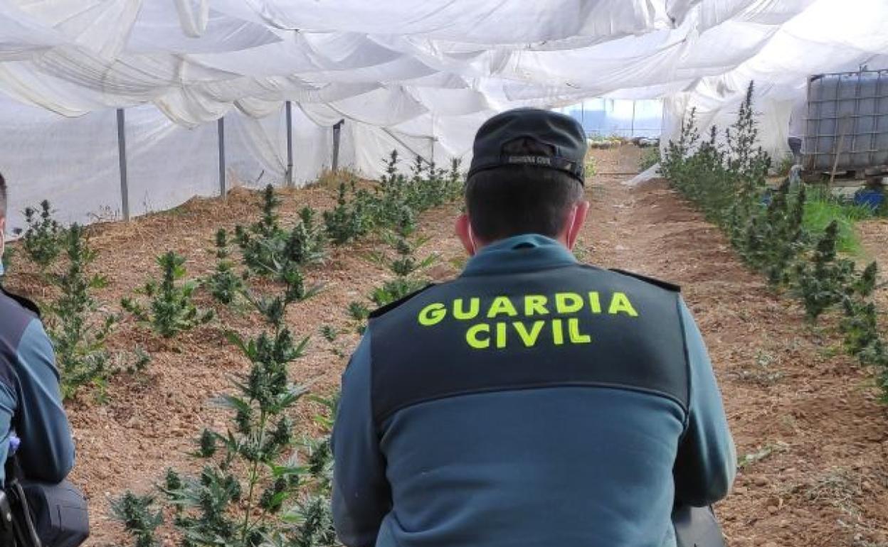 Un agente de la Guardia Civil en una de las plantaciones de marihuana