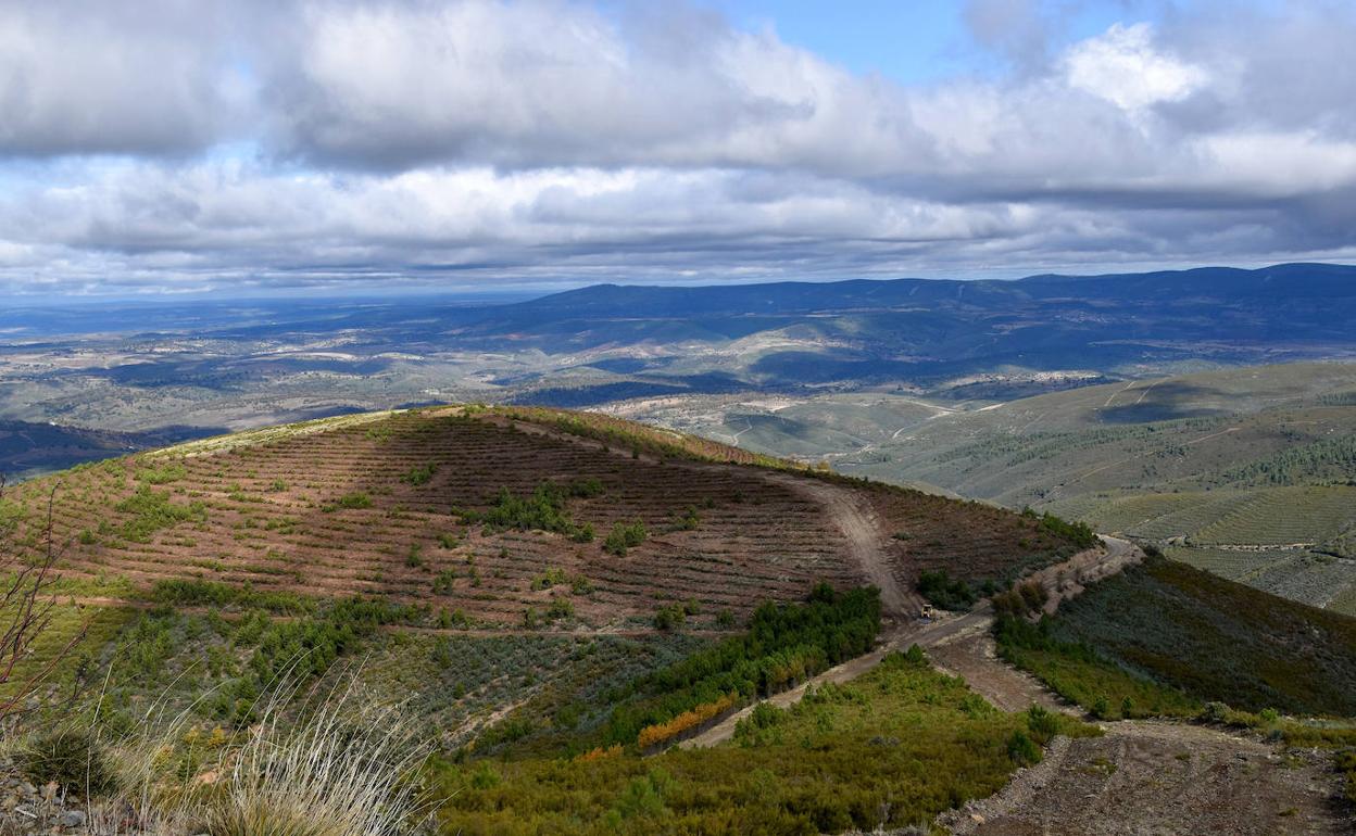 Zona donde se realizan las labores de reforestación en la Sierra de Gata.