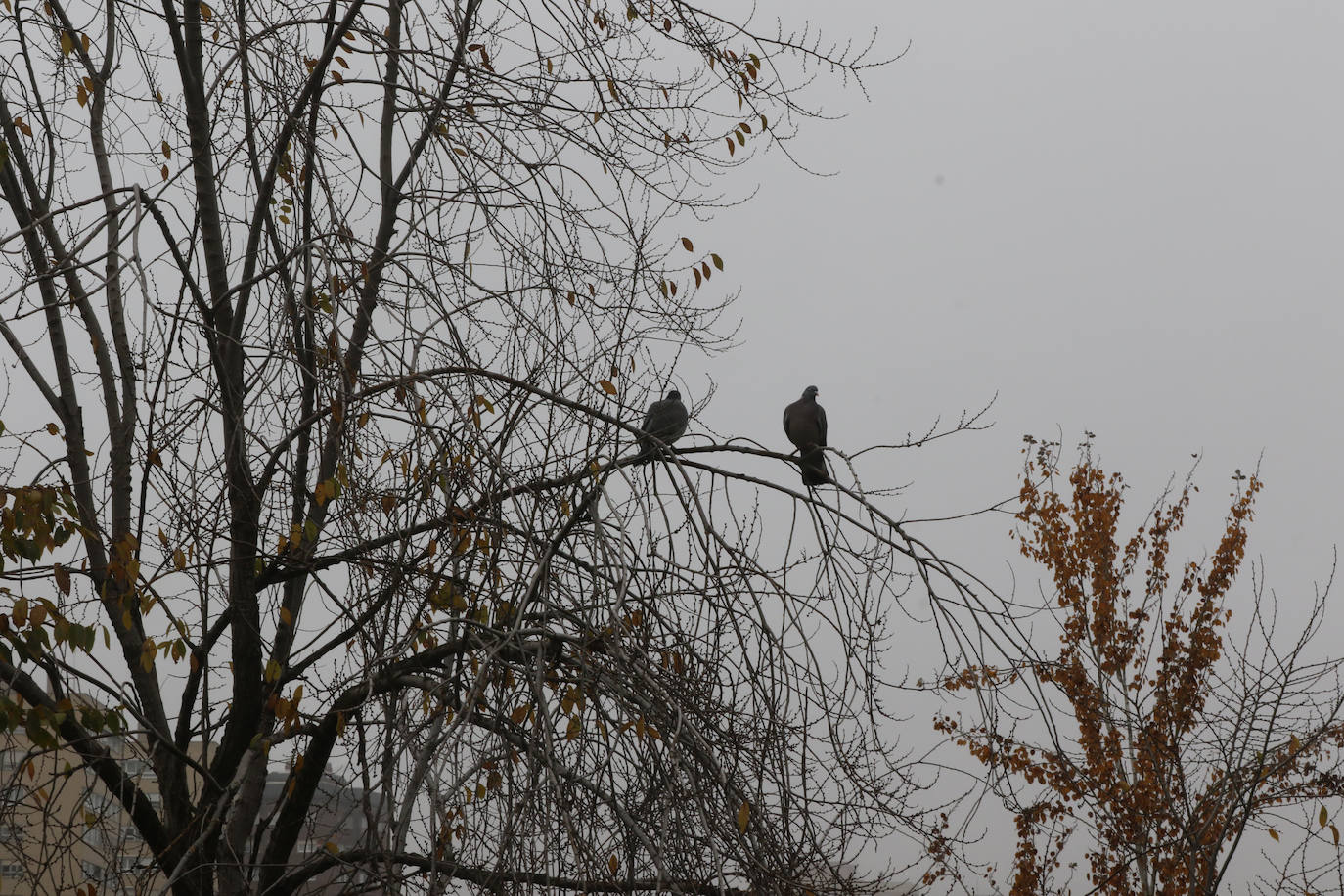Fotos: Jornada de niebla en Valladolid