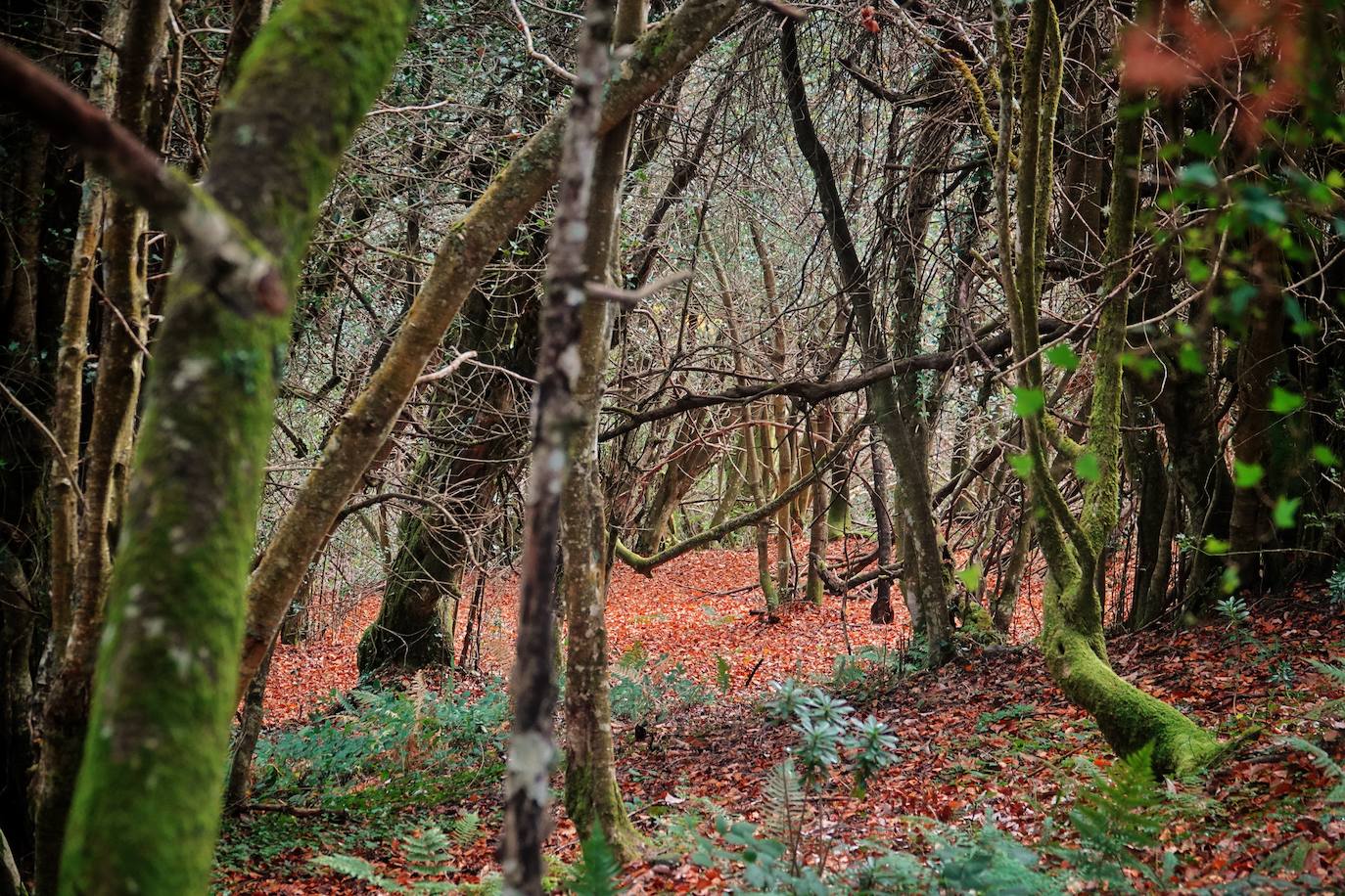 Fotos: Los colores del otoño visten los Picos de Europa