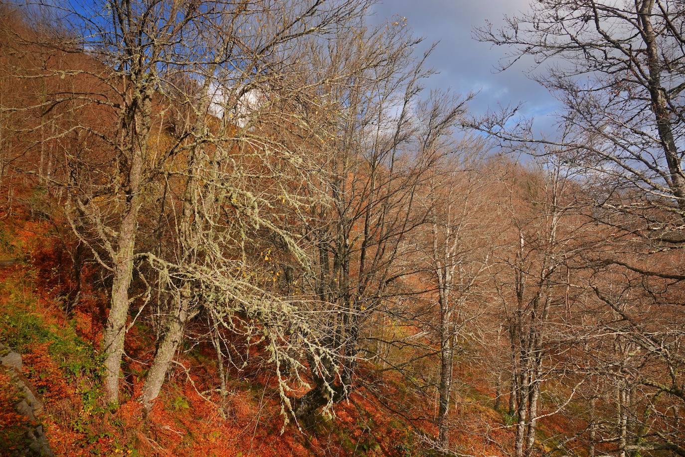 Fotos: Los colores del otoño visten los Picos de Europa