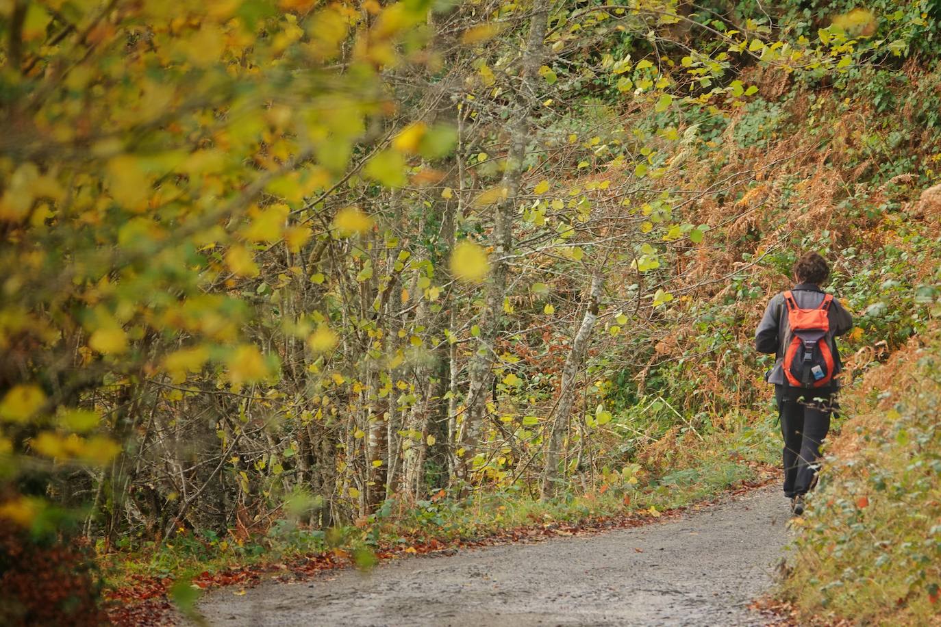 Fotos: Los colores del otoño visten los Picos de Europa