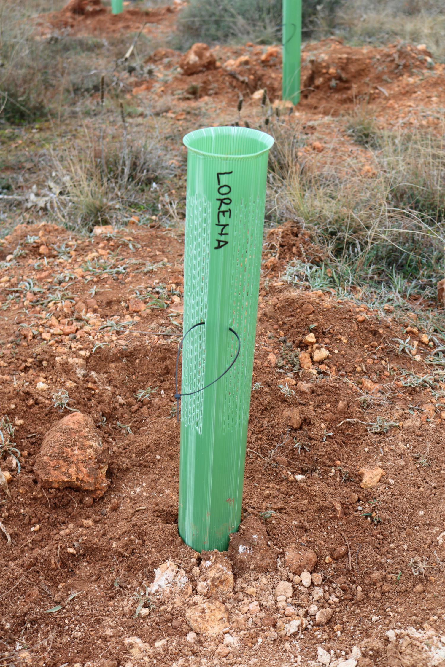 Más de 150 vecinos participaron en la plantación llevada a cabo en Villamuriel de Cerrato