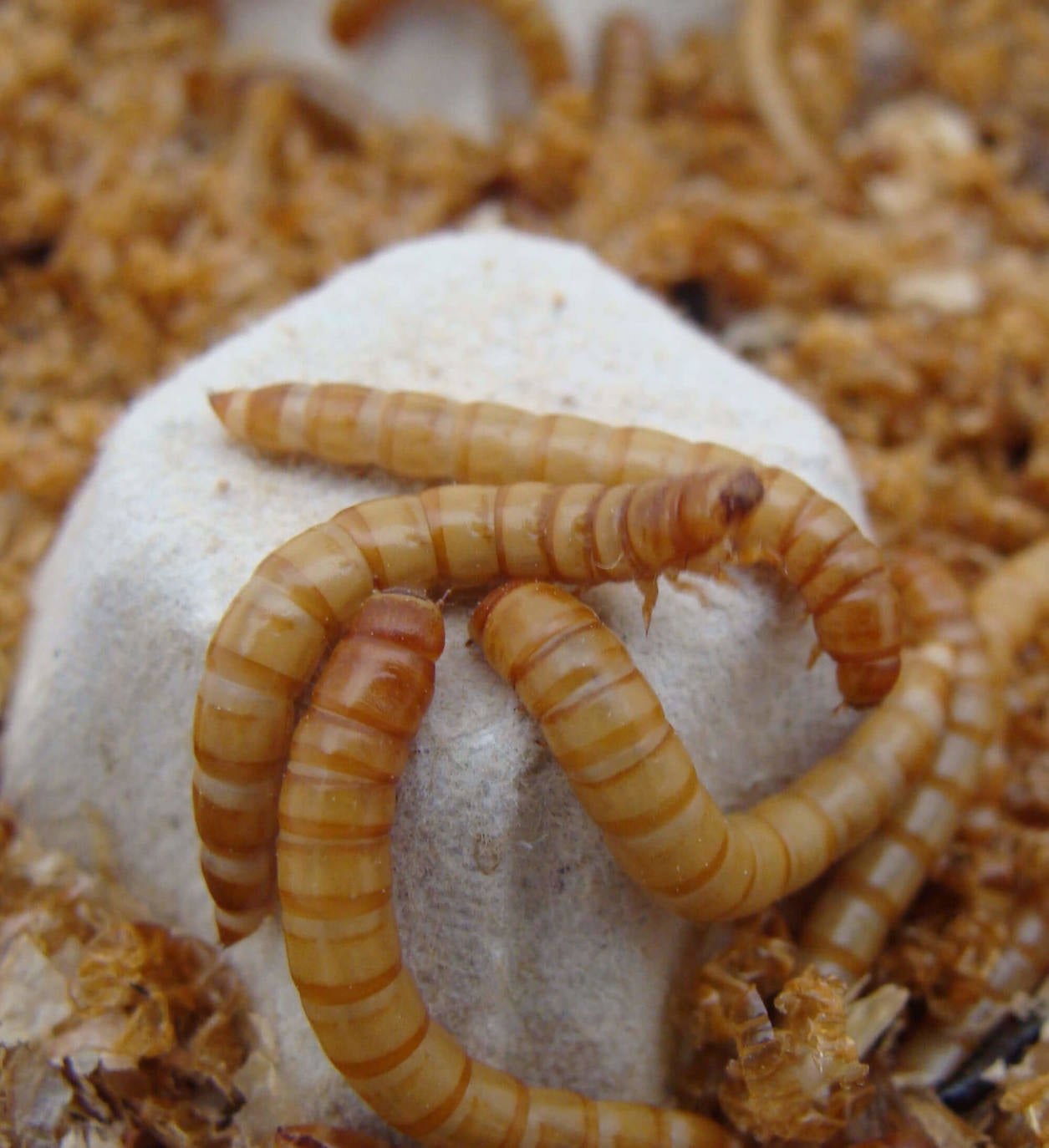 Tebrio anuncia una inversión de 50 millones en Salamanca en una planta de procesamiento de insectos