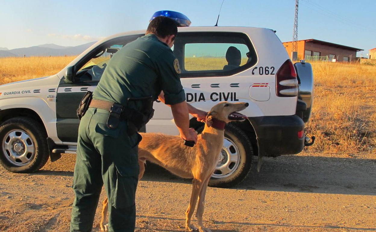 Un agente sujeta a un galgo ante el vehículo de la Guardia Civil. 