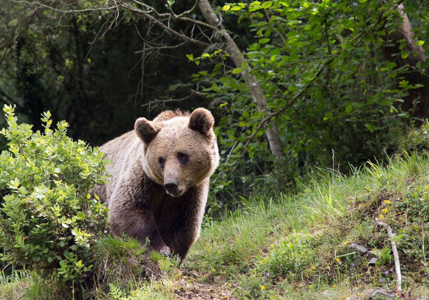 Ejemplar de oso pardo, en una imagen de archivo.