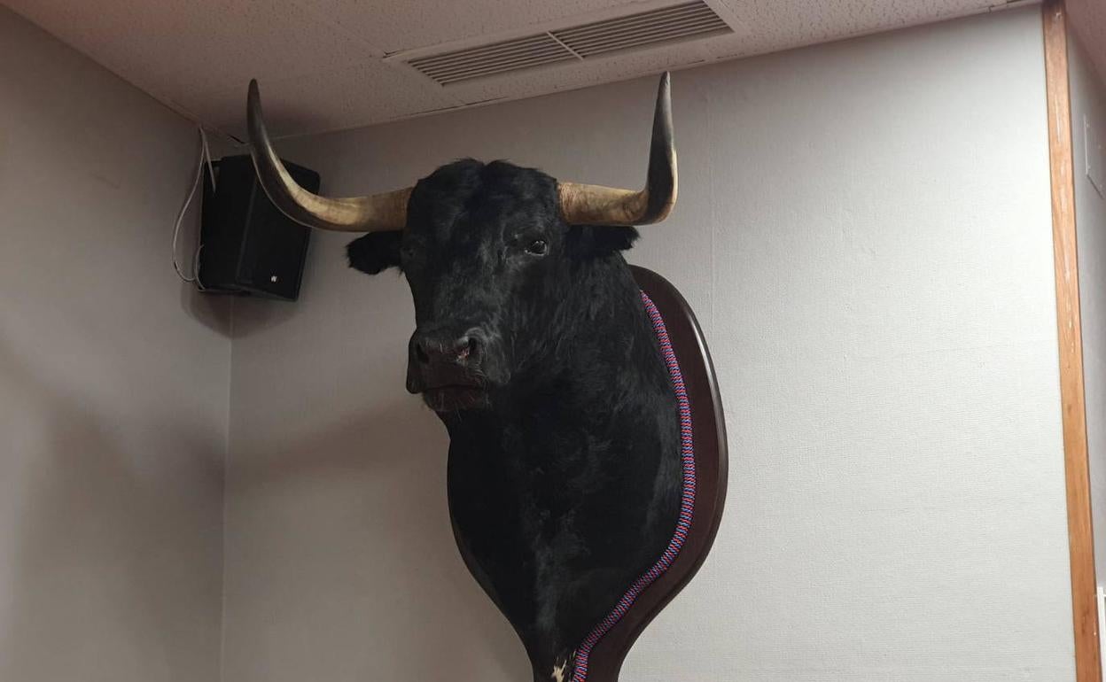 Cabeza del Toro de la Vega en el Ayuntamiento de Tordesillas. 