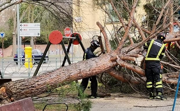 Imagen principal - El árbol, en la plaza Santa Ana de la capital.