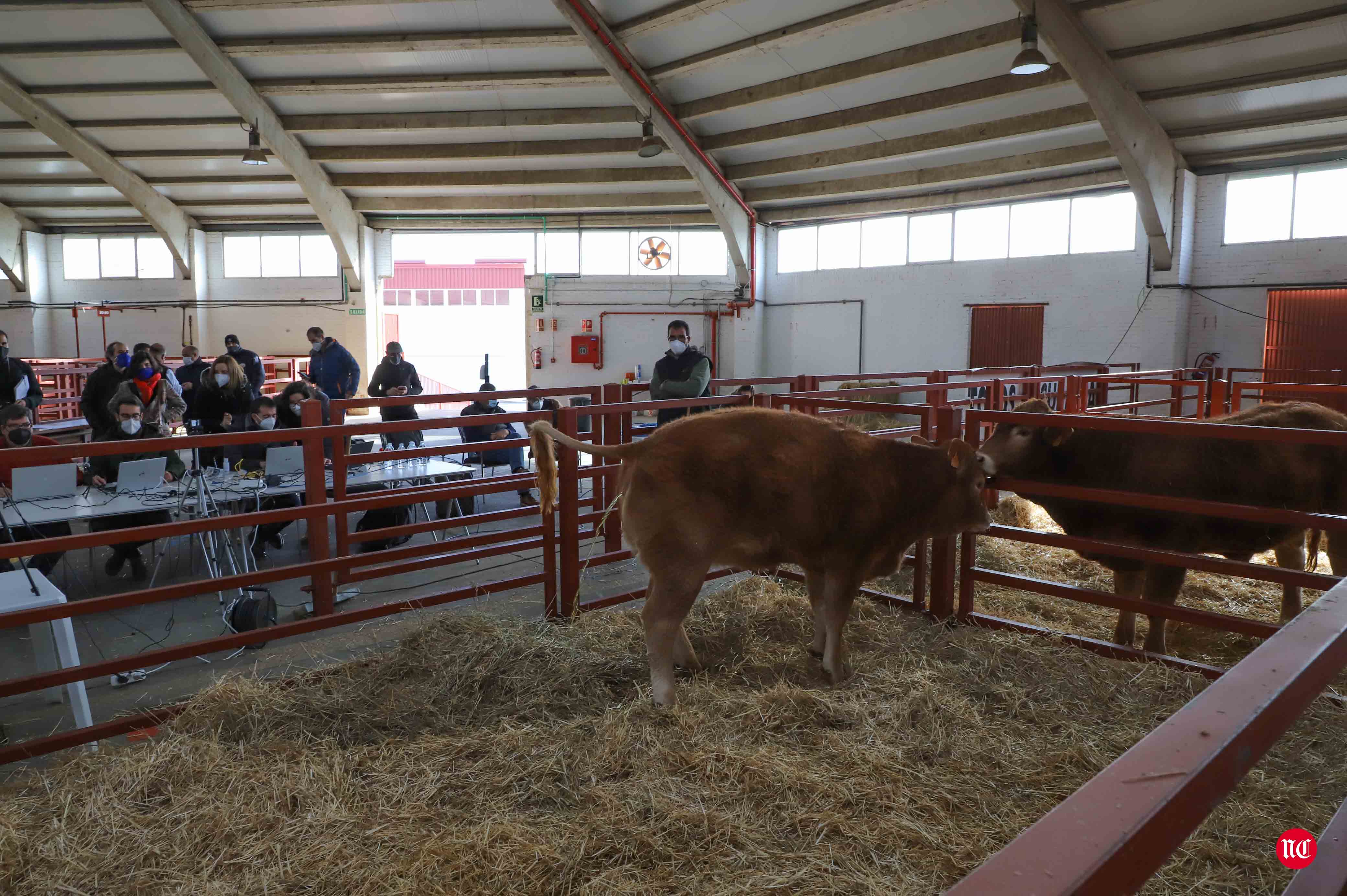 Fotos: Subasta Online de ganado Limusin