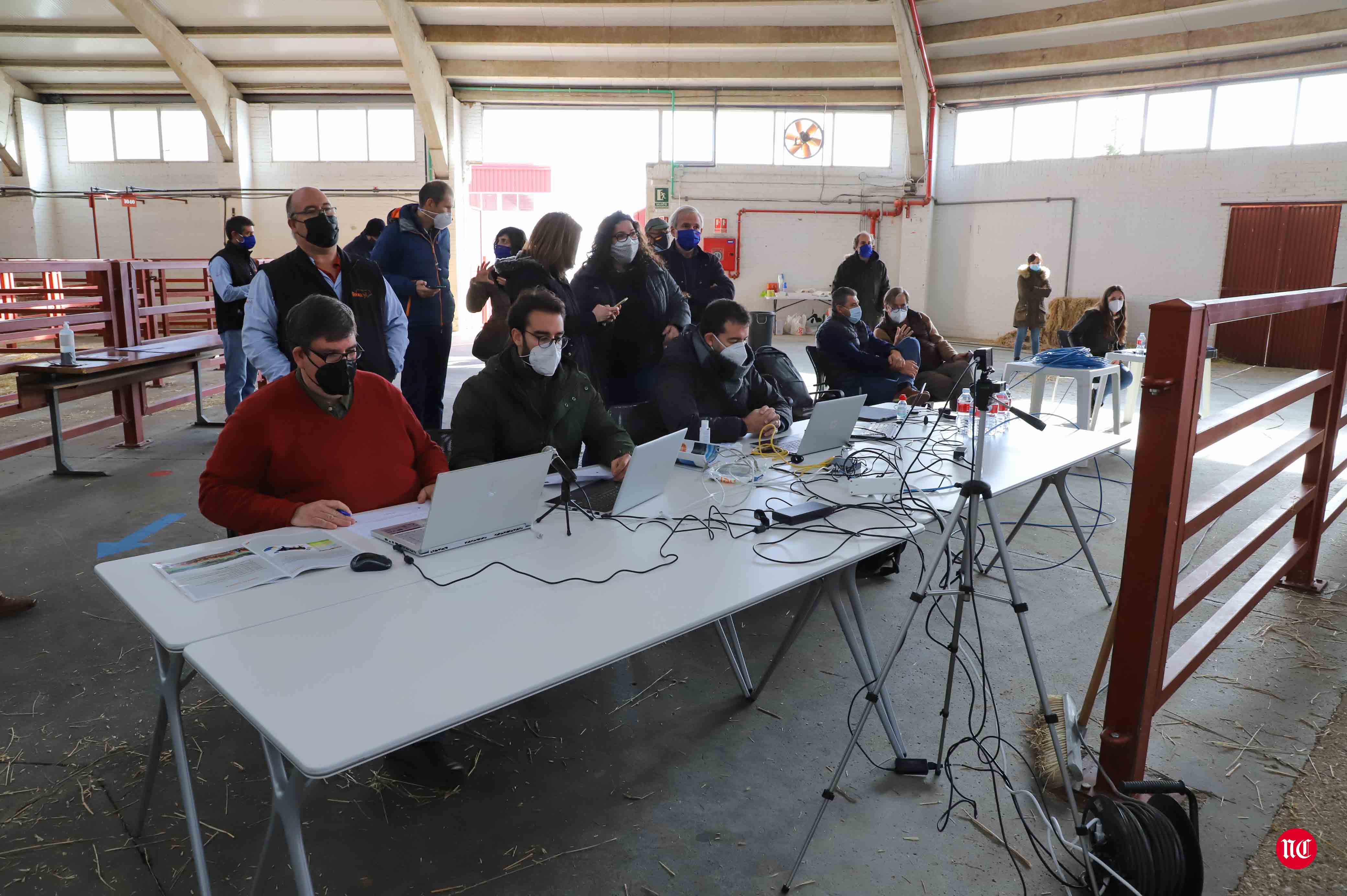 Fotos: Subasta Online de ganado Limusin