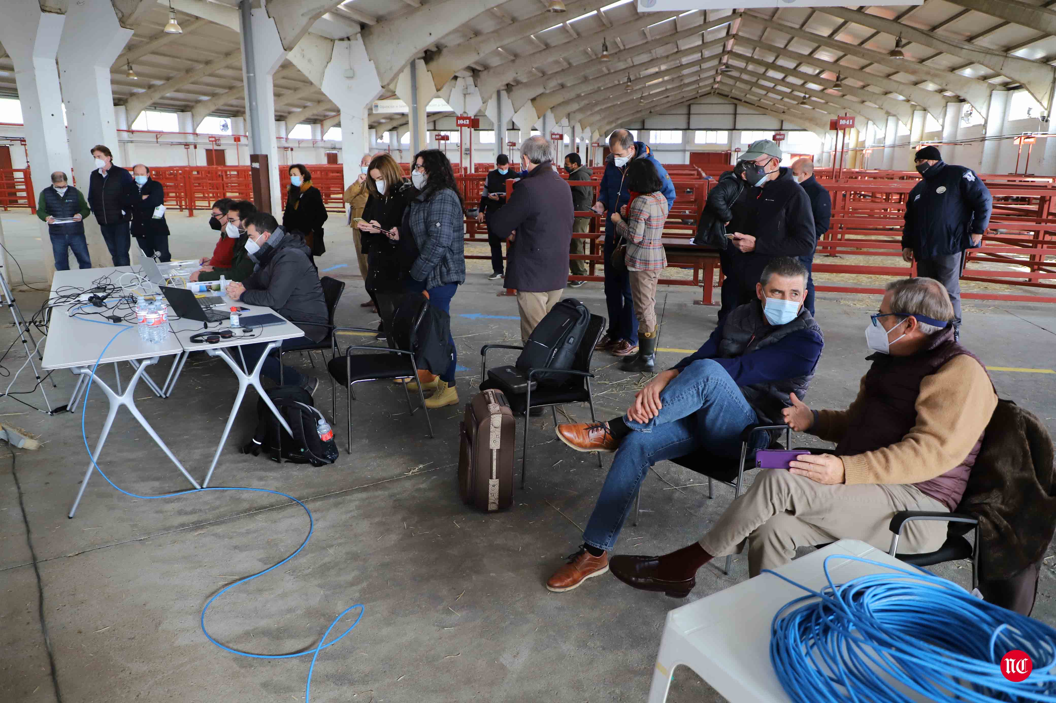 Fotos: Subasta Online de ganado Limusin