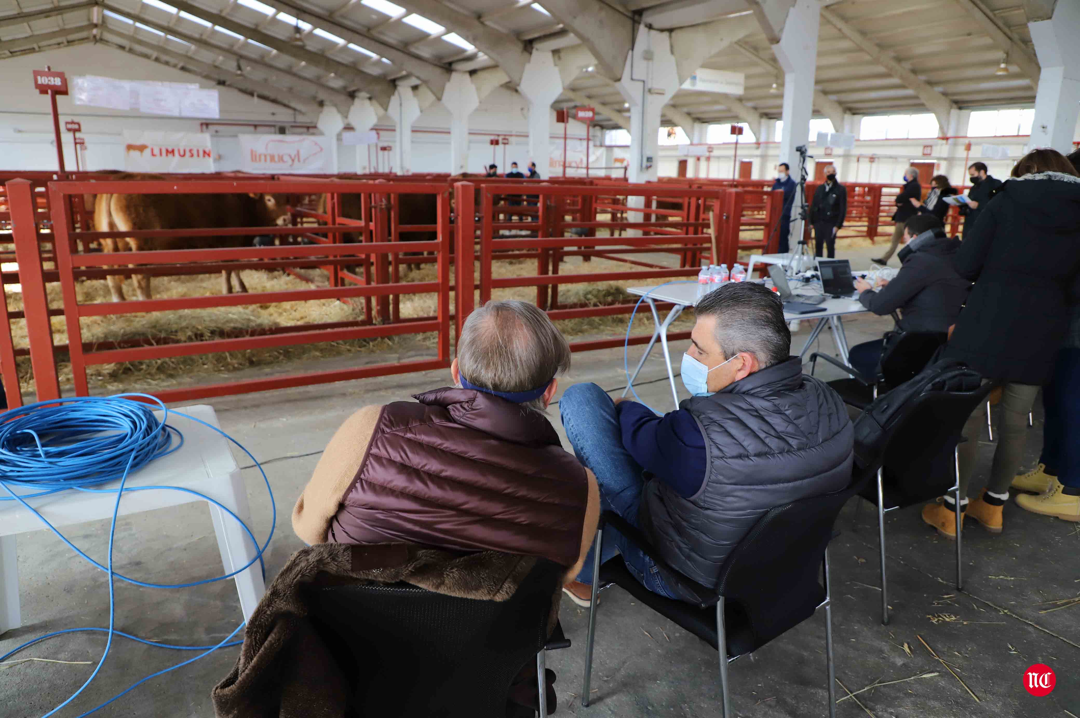 Fotos: Subasta Online de ganado Limusin