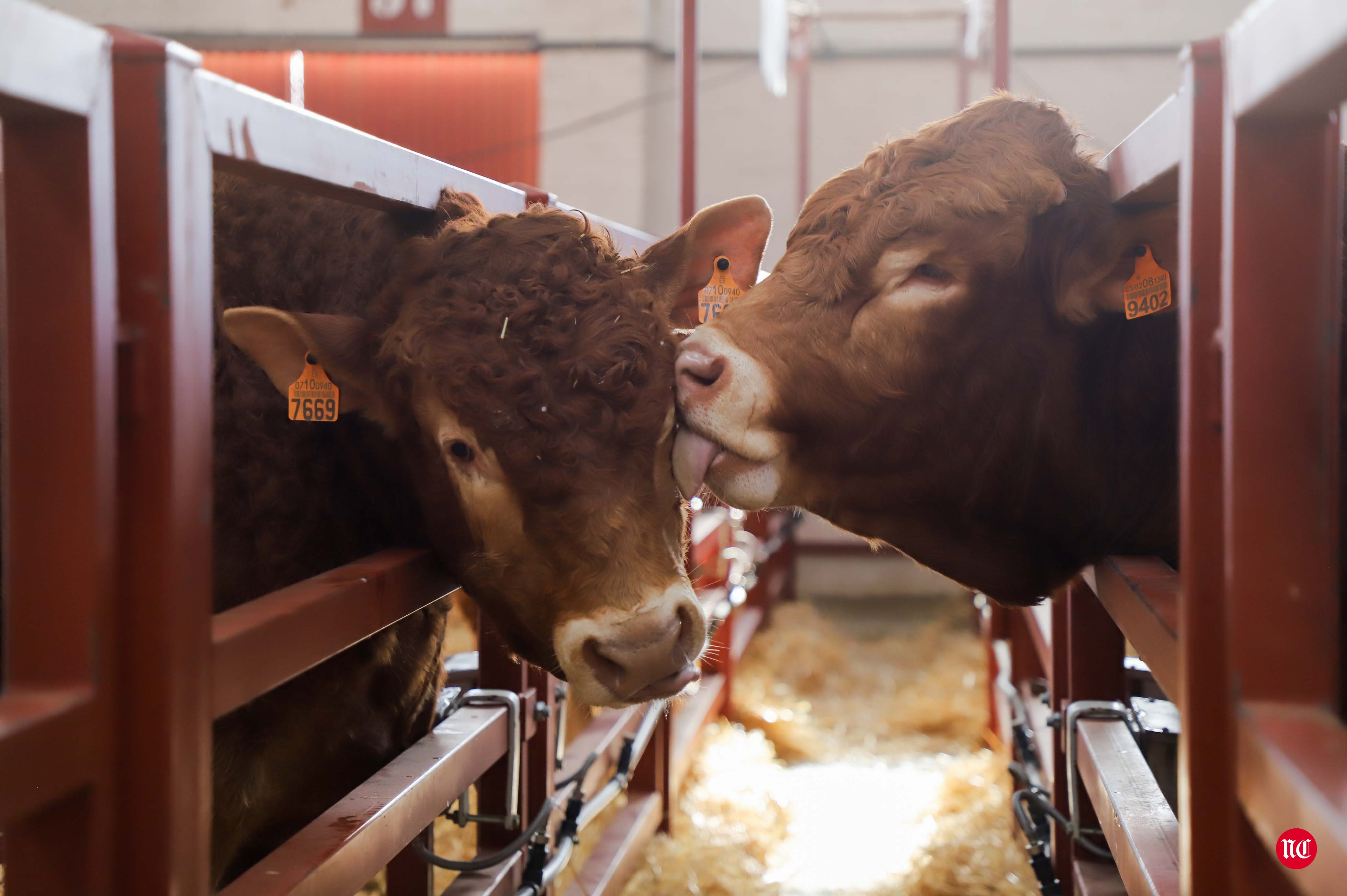 Fotos: Subasta Online de ganado Limusin