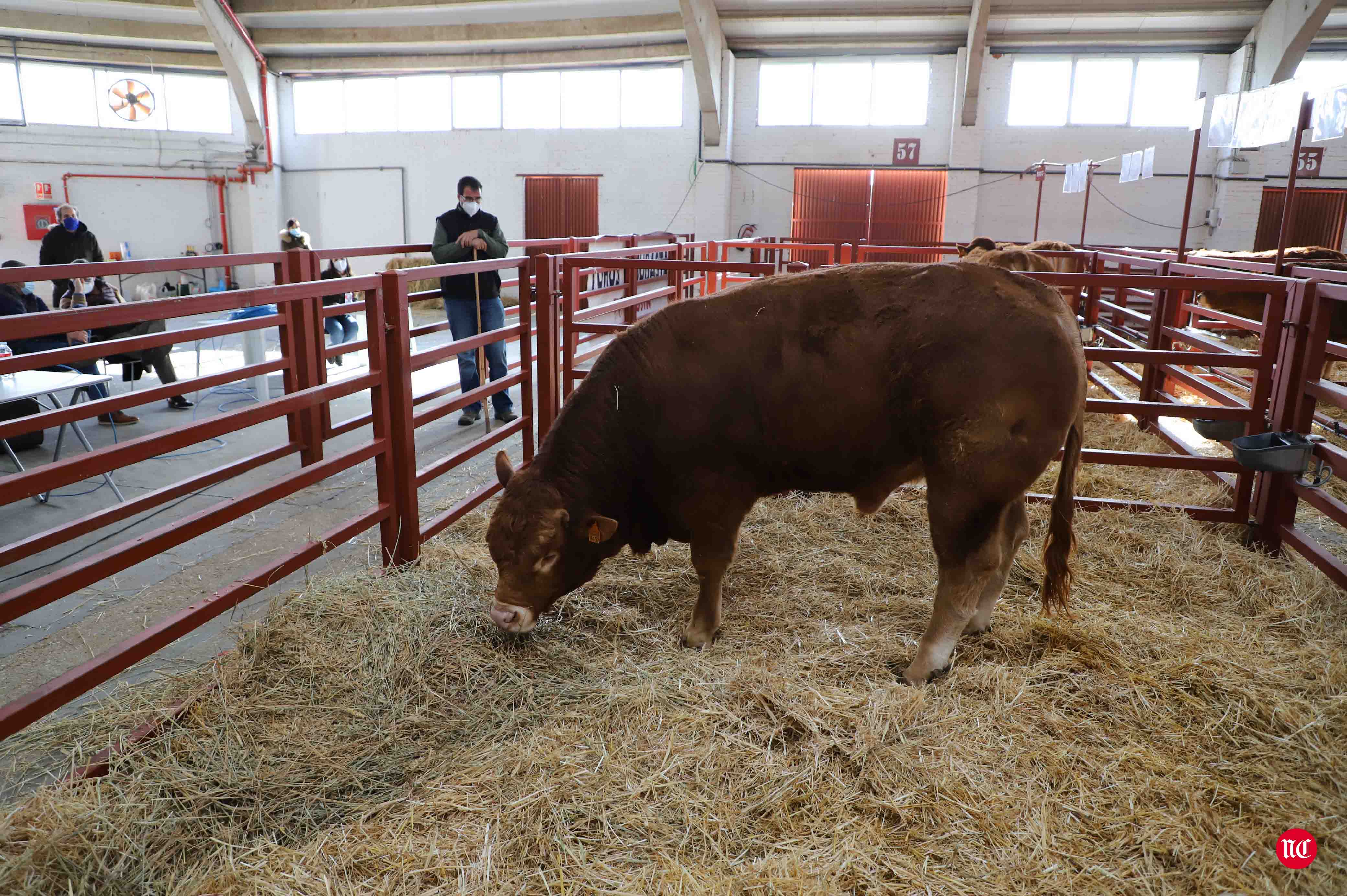 Fotos: Subasta Online de ganado Limusin