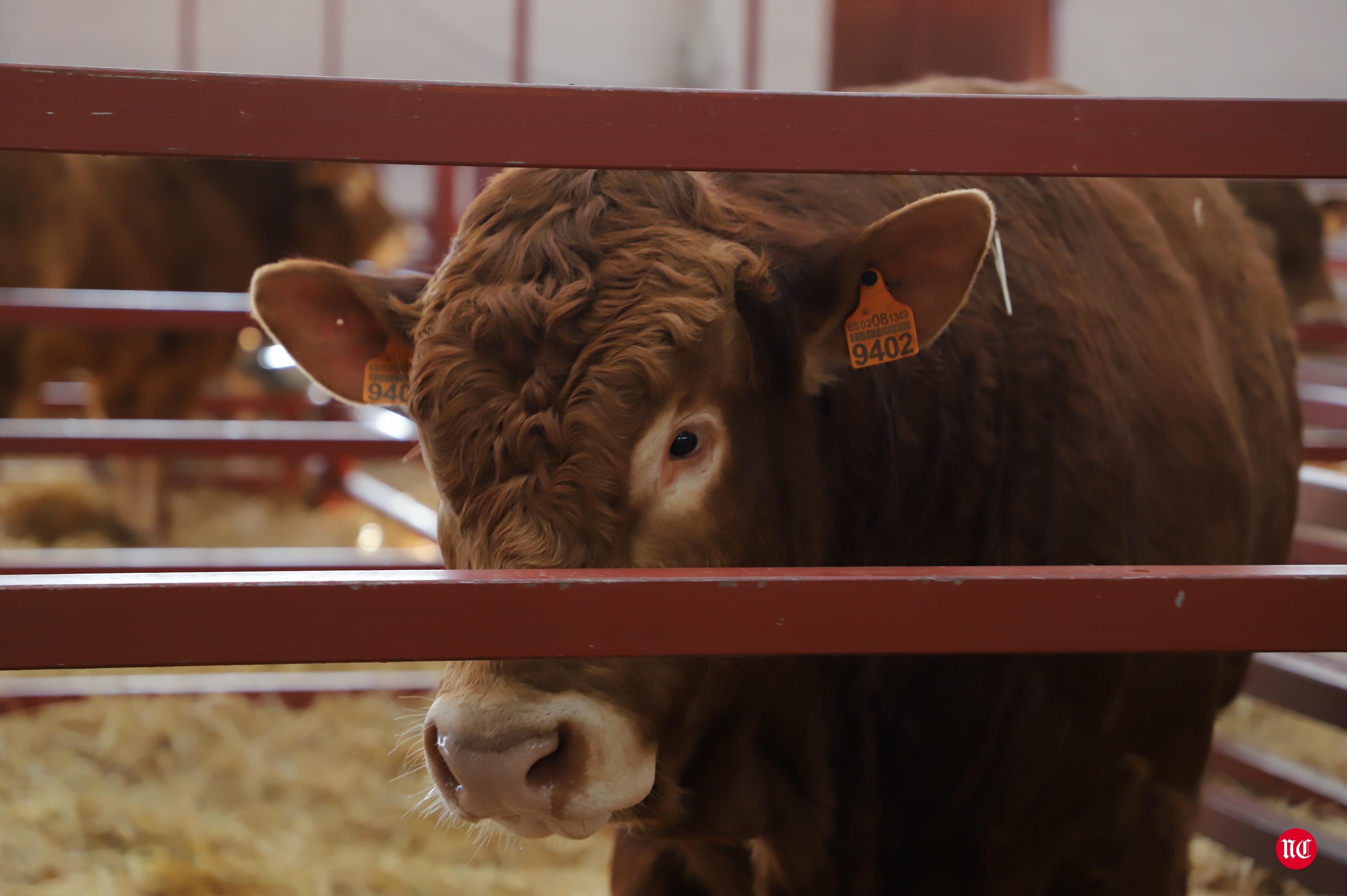 Fotos: Subasta Online de ganado Limusin