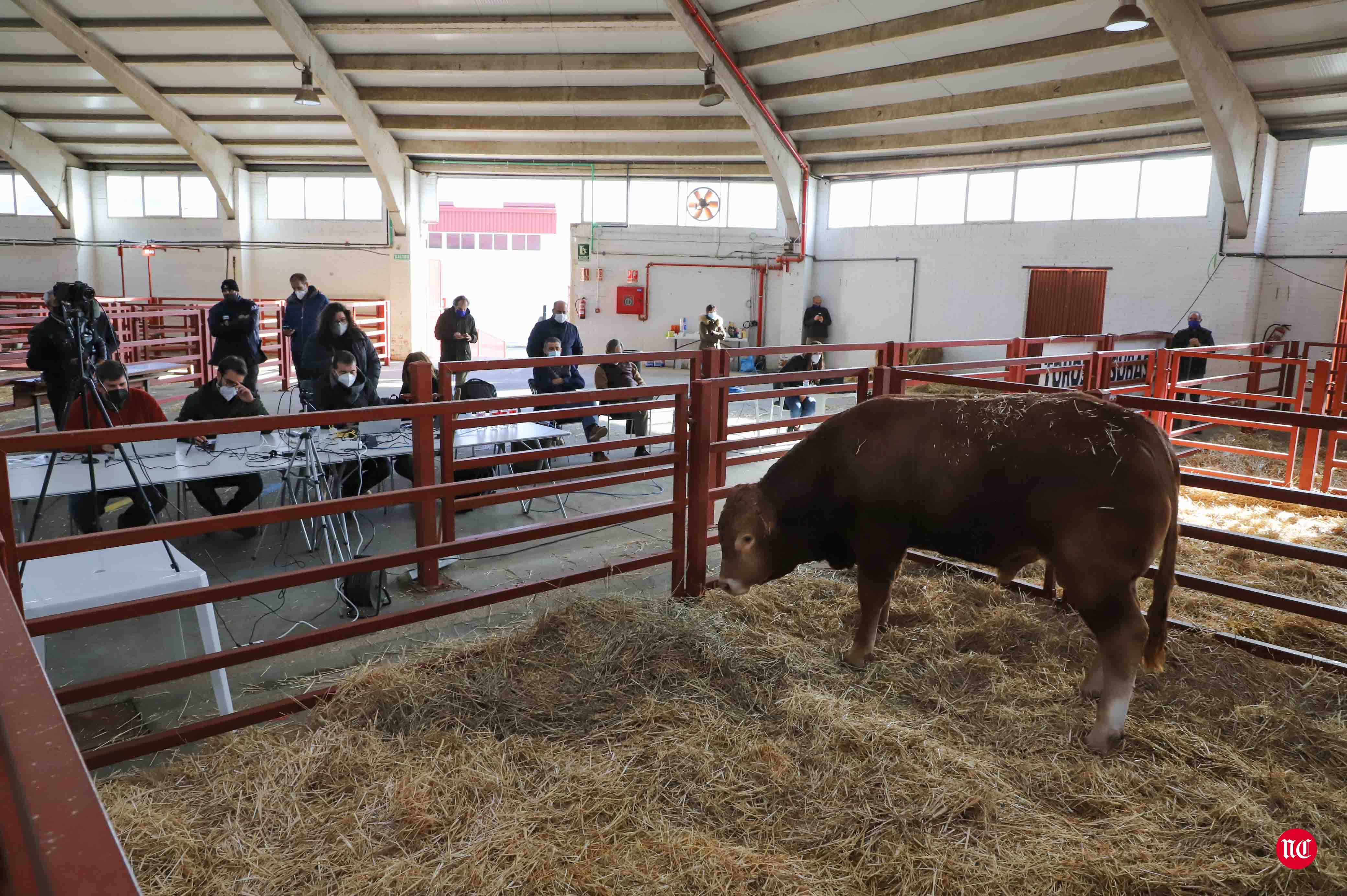 Fotos: Subasta Online de ganado Limusin