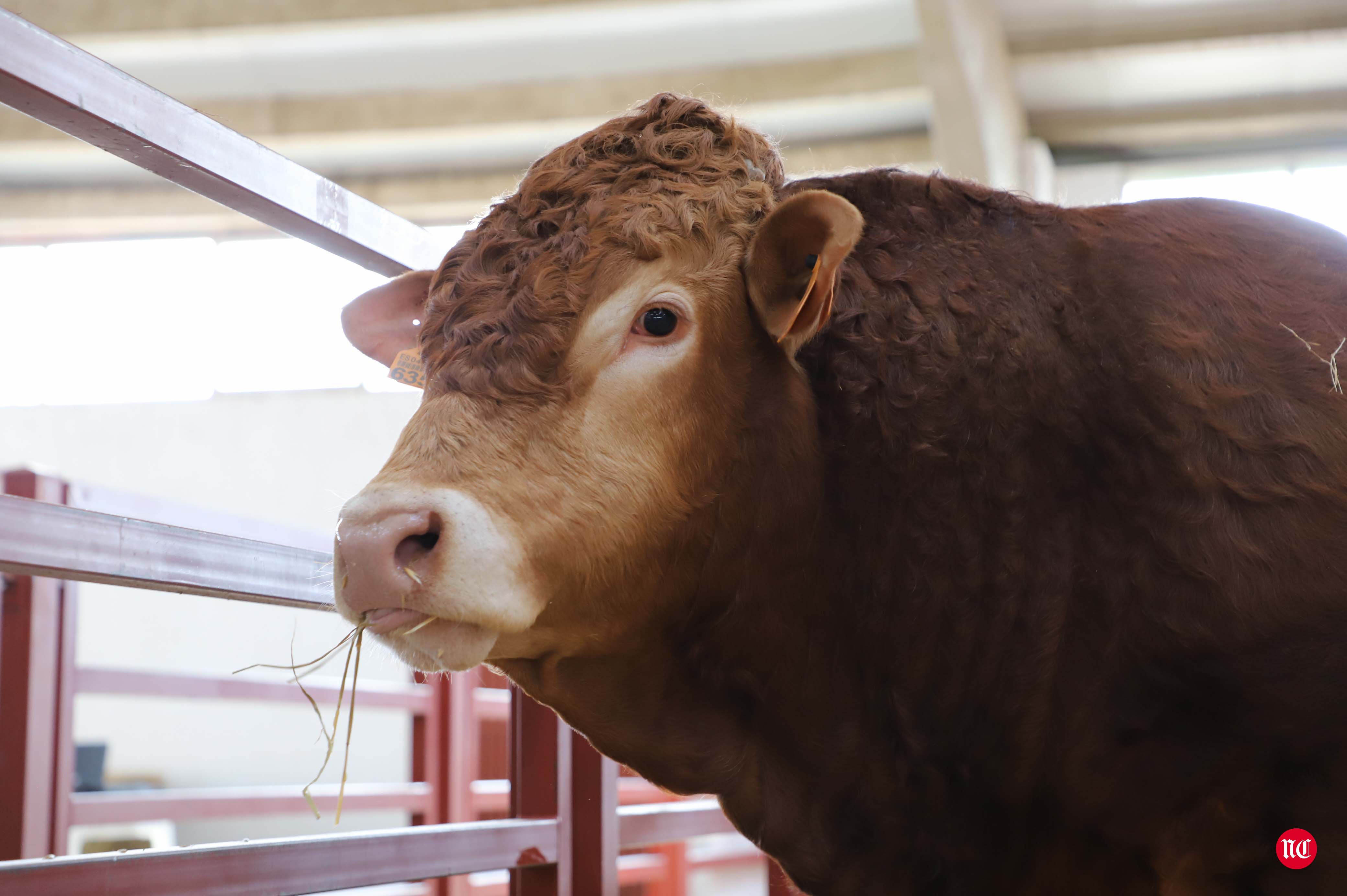 Fotos: Subasta Online de ganado Limusin