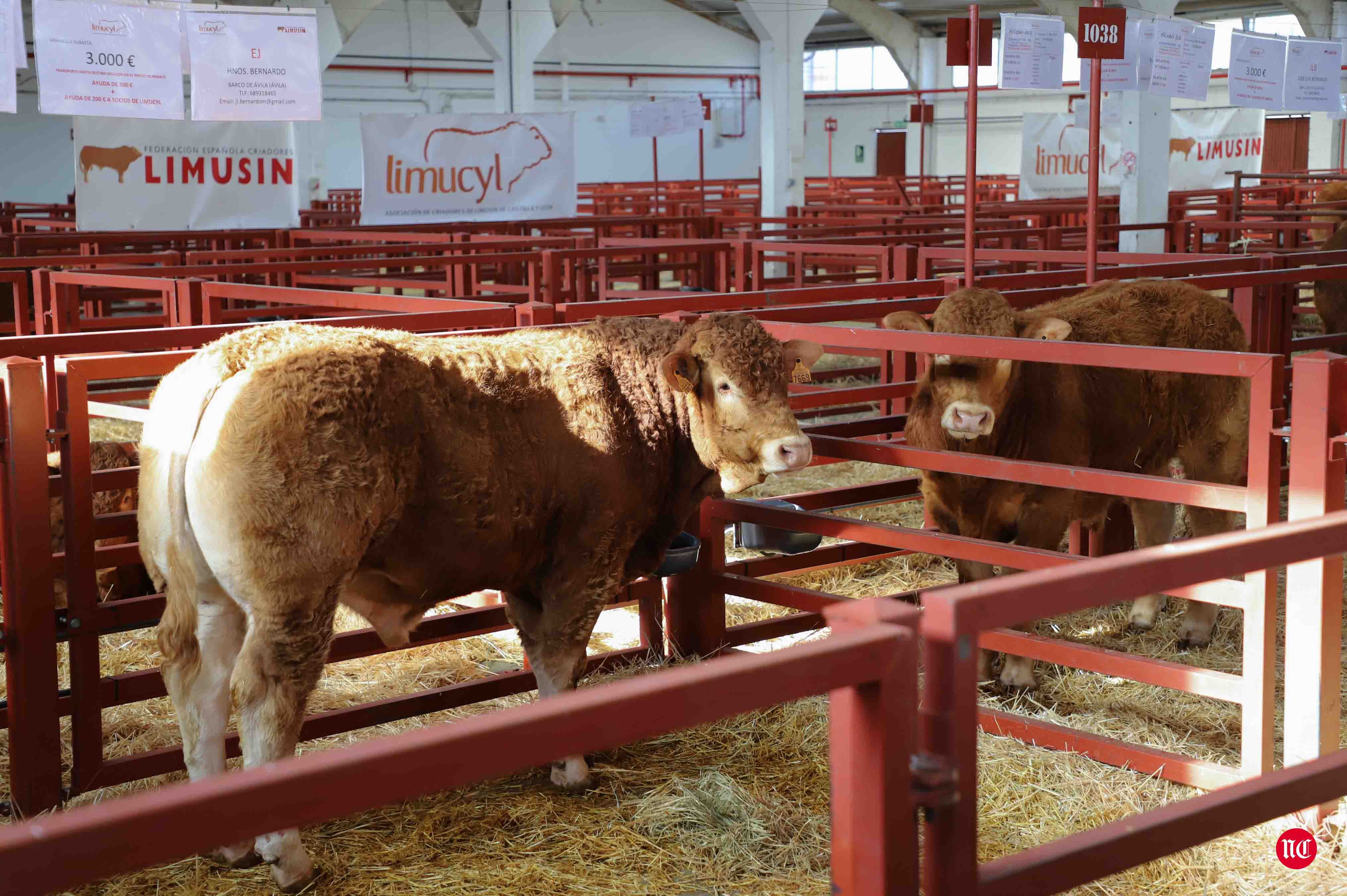 Fotos: Subasta Online de ganado Limusin