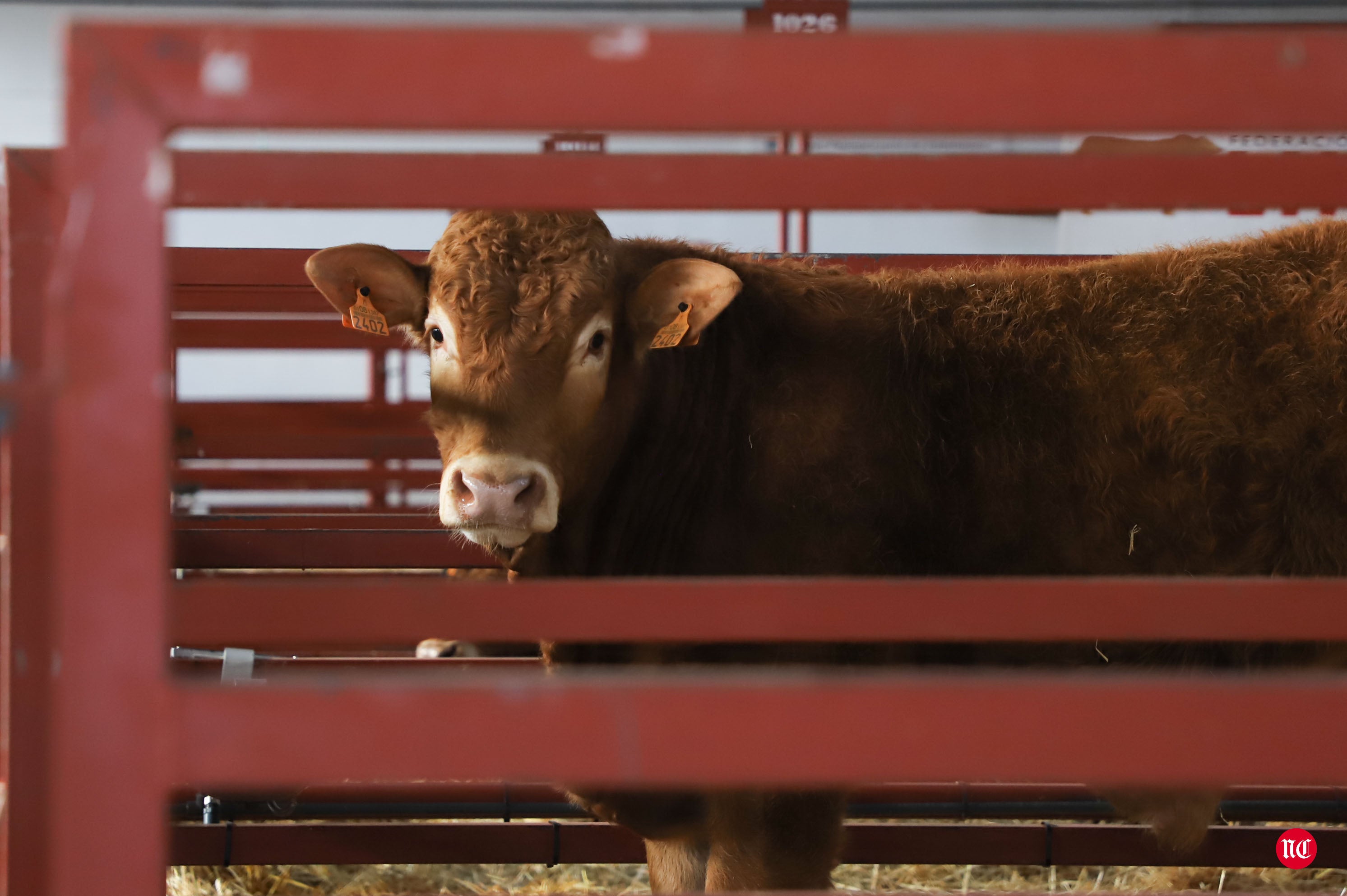 Fotos: Subasta Online de ganado Limusin