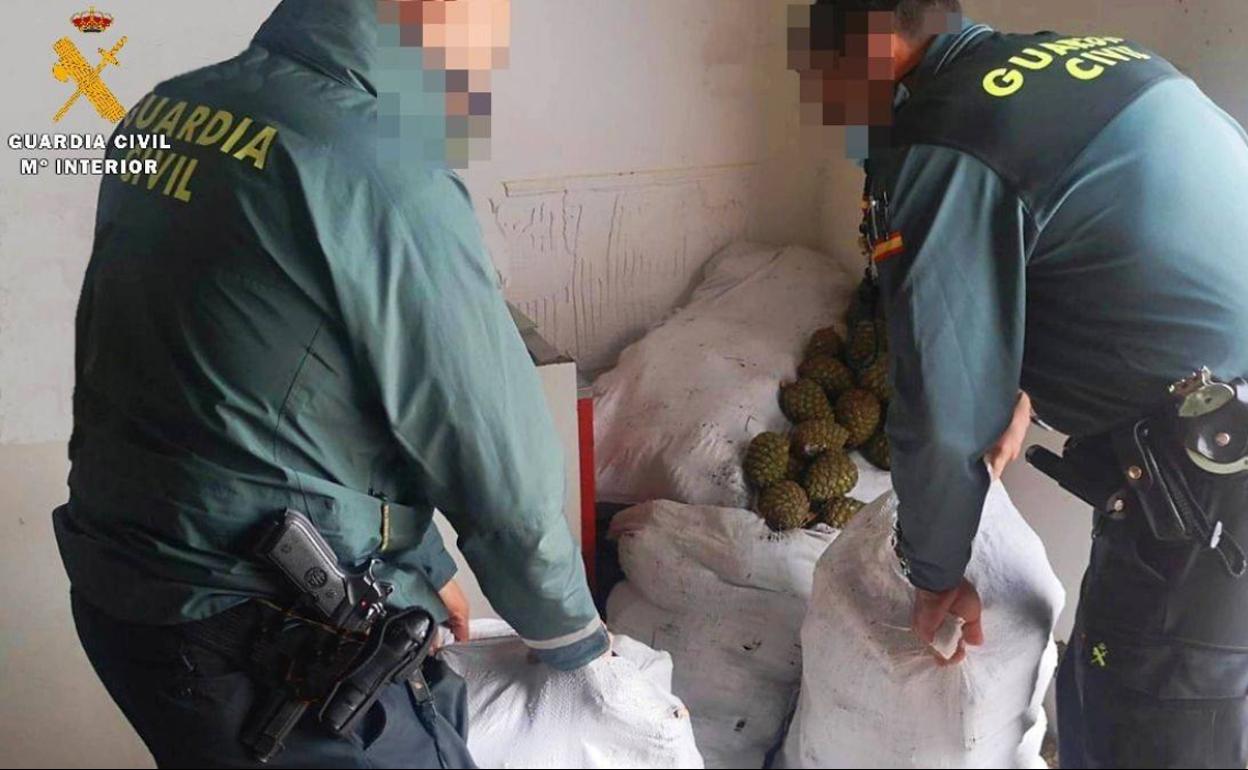 Sacos de piñas poñineras recuperadas por la Guardia Civil.