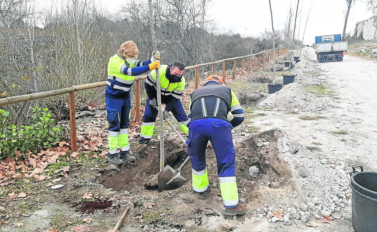 Plantación de árboles en la zona del Puente Segoviano. 