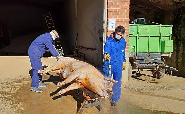 Matanza celebrada el sábado en Urones. 