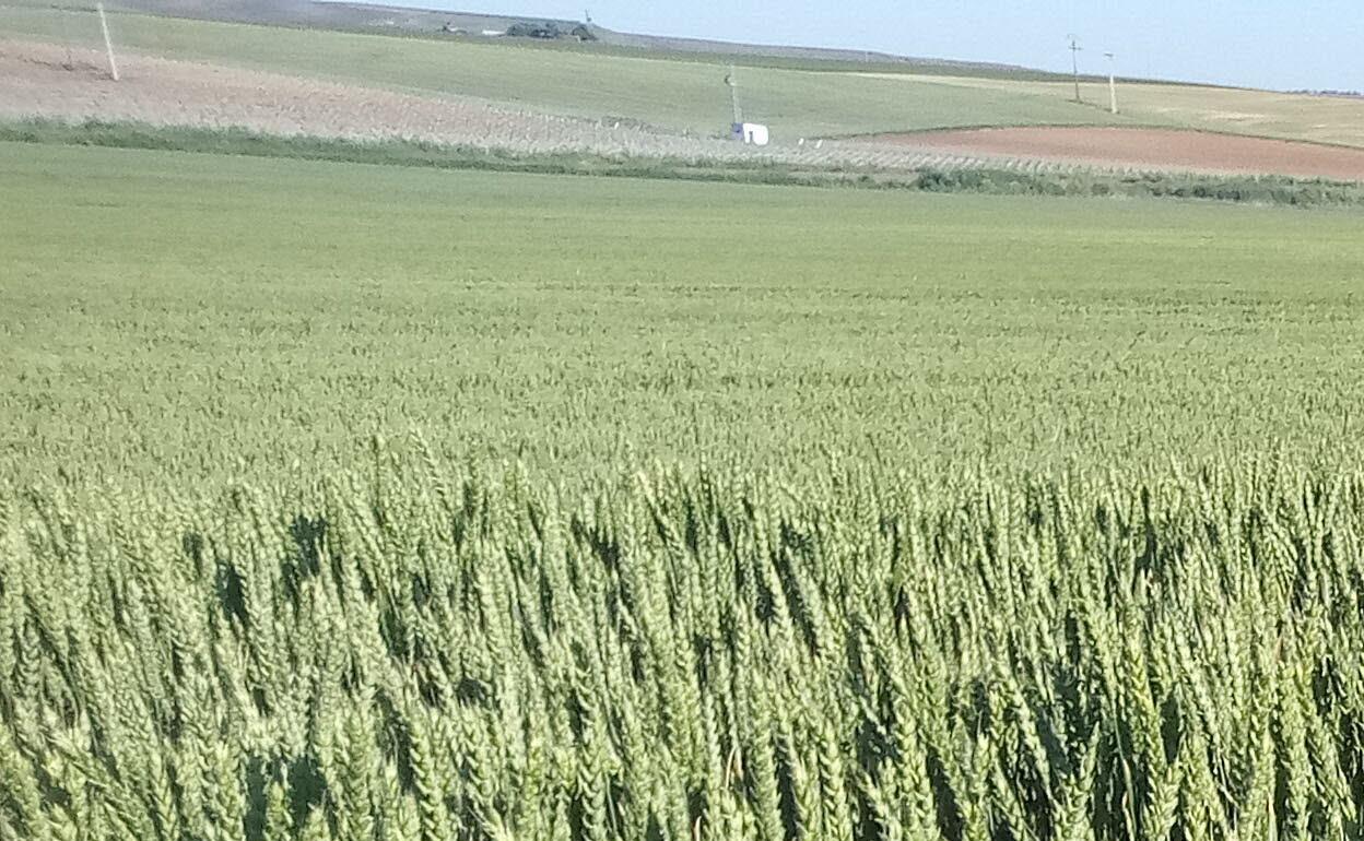 Cereal en la zona de Medina del Campo, Valladolid. 