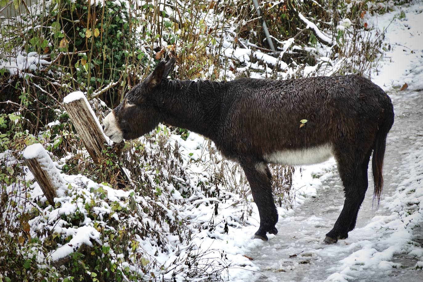 Fotos: Temporal de nieve en Asturias y León