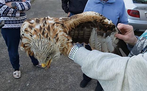 Águila hallada en el barrio de Puente Boeza.