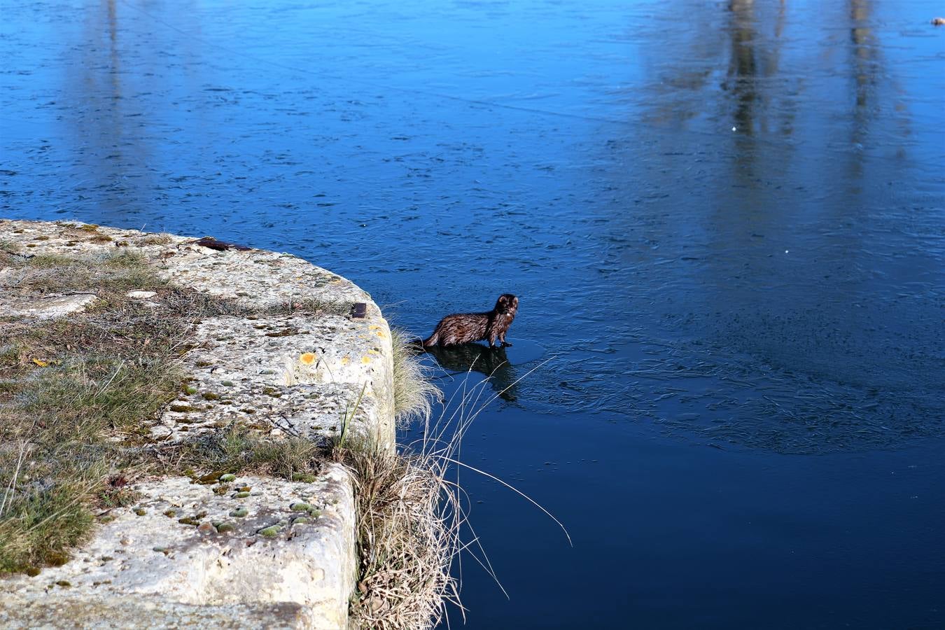 Fotos: El Canal de Castilla amanece helado en Medina de Rioseco