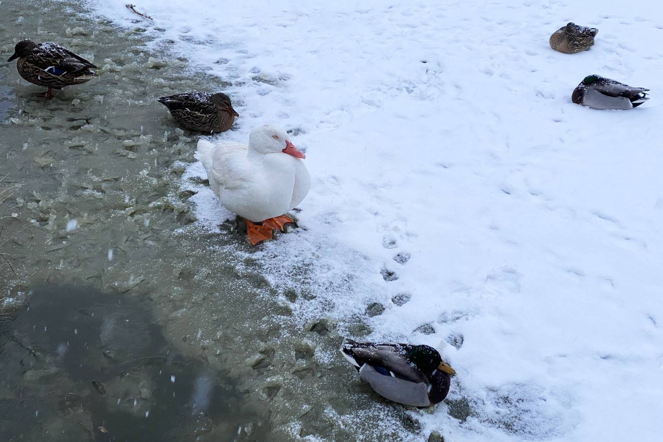 Los patos abulenses aguantando la nieve llegada con 'Filomena'.