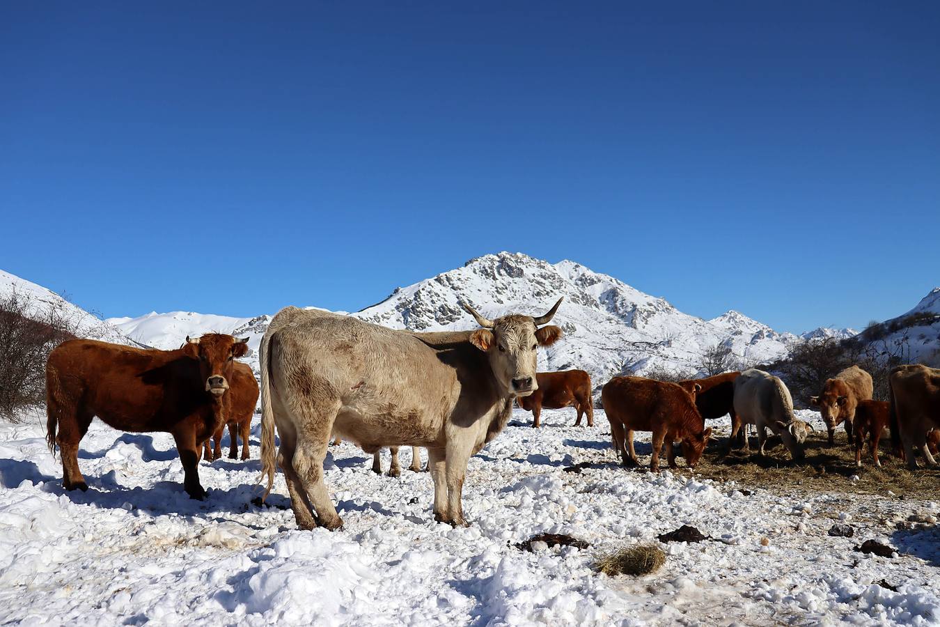 Las vacas en la montaña leonesa.