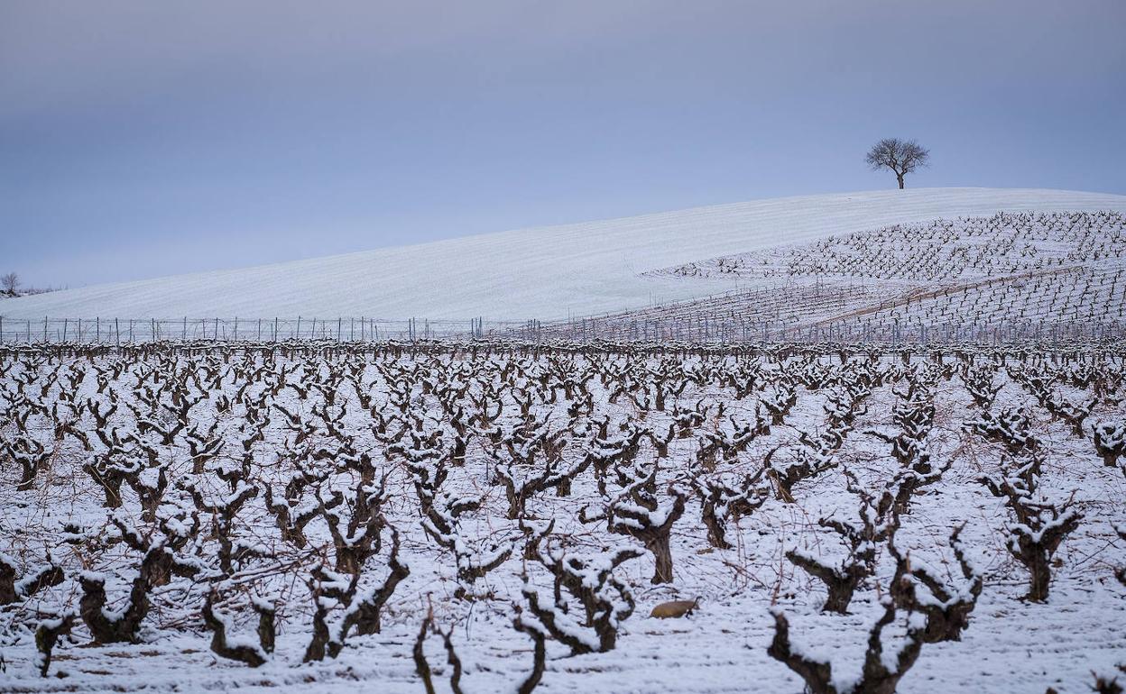 Paisaje de viñas cubierto por la nieve en Ribera del Duero. 