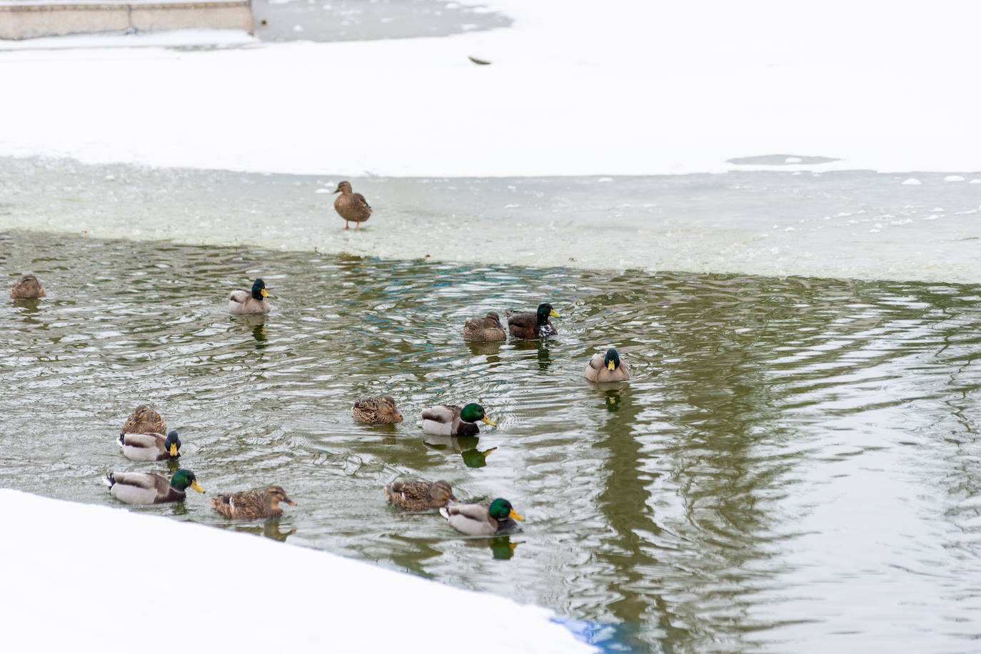 Fotos: La nieve ha dejado una jornada de diversión en Palencia